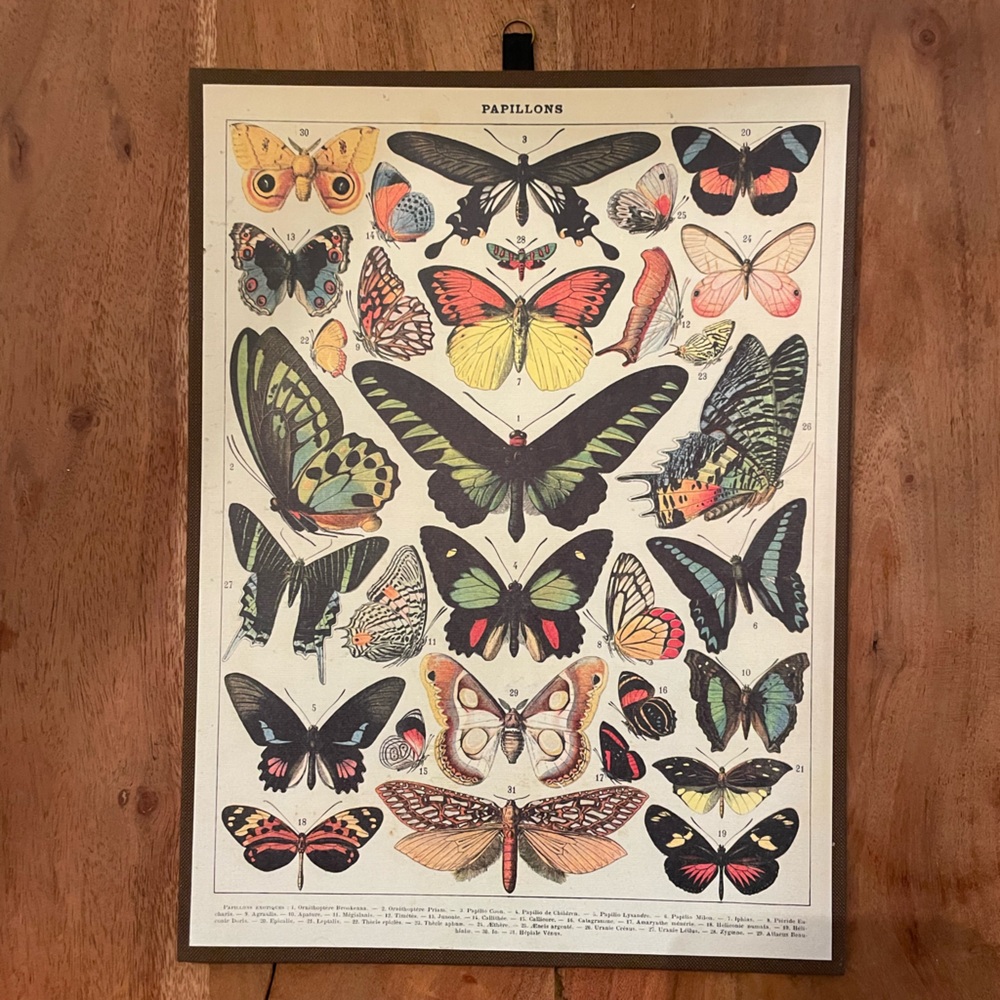 Cavallini Butterfly Papillons Vintage-Style Print Nature Print